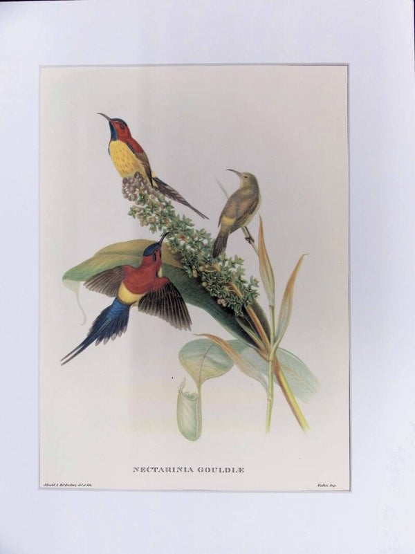 Nectarinia gouldii – Suimanga de Gould (John Gould, Mr. Gould’s Tropical Birds, 1955) AVES