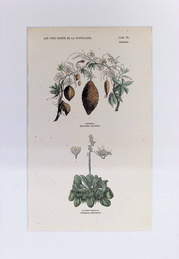 Momordica y Cephalotus Follicularis | Los Tres Reinos de la Naturaleza – Lámina XL (1852-1858) – 32x22 cm