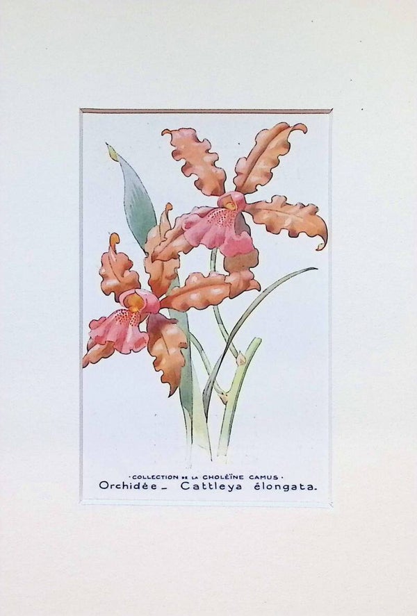 Tarjeta Botánica Antigua - Orquídea Cattleya Elongata - Col. Choléïne Camus