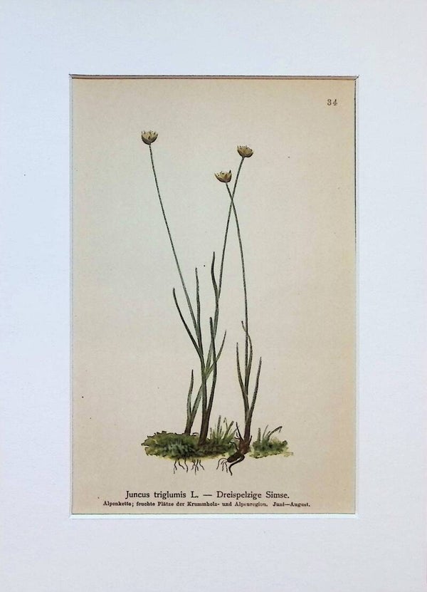 Juncus triglumis L. — Dreispelzige Simse — Atlas der Alpen-Flora, 1897. Botánica.