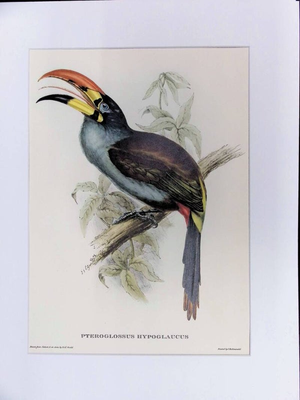 Pteroglossus hypoglaucus – Tucán Arasari de Garganta Pálida (John Gould, Mr. Gould’s Tropical Birds, 1955) AVES