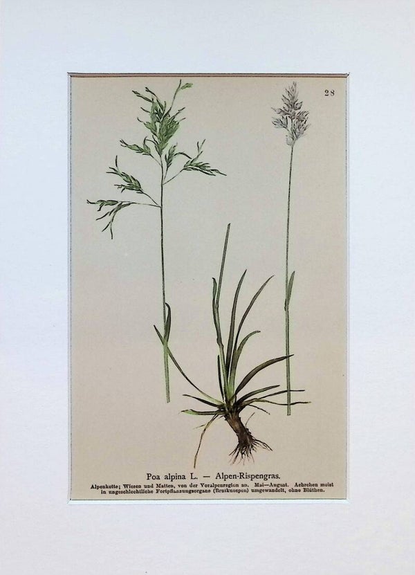 Poa alpina L. — Alpen-Rispengras — Atlas der Alpen-Flora, 1897. Botánica.