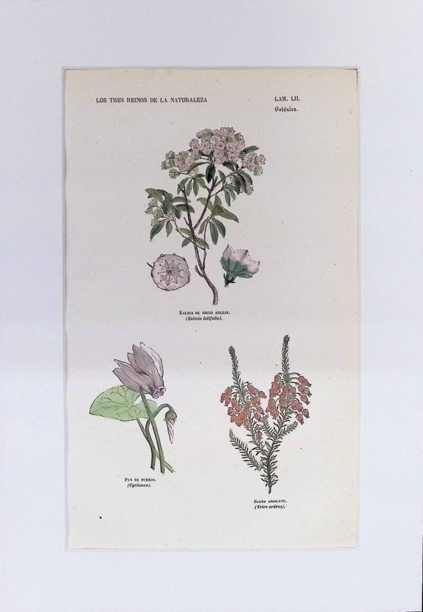 Kalmia, Ciclamen y Brezo Ardiente | Los Tres Reinos de la Naturaleza – Lámina LII (1852-1858) – 32x22 cm