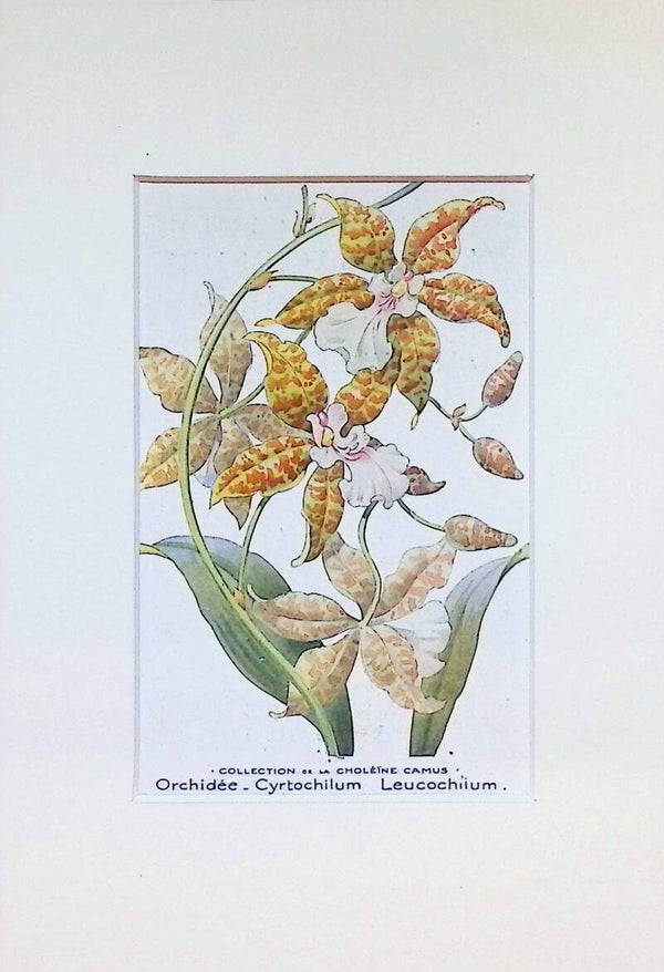 Tarjeta Botánica Antigua - Orquídea Cyrtochilum Leucochilum - Col. Choléïne Camus