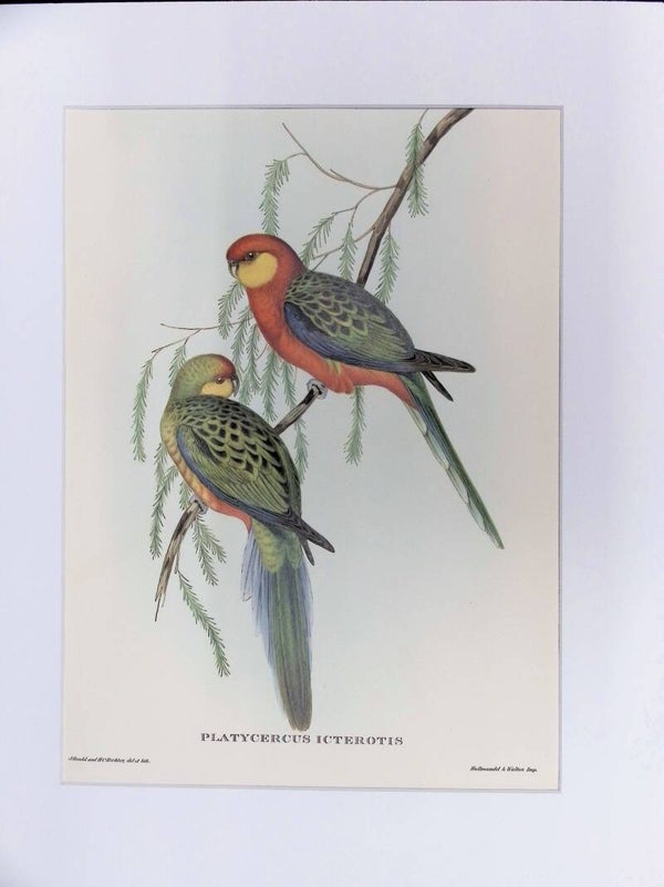 Platycercus icterotis – Rosella Occidental (Western Rosella) de John Gould (Mr. Gould’s Tropical Birds, 1955) AVES