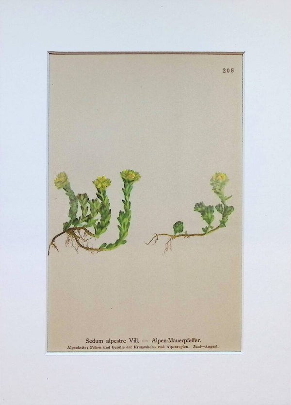 Sedum alpestre Vill. — Alpen-Mauerpfeffer — Atlas der Alpen-Flora, 1897. Botánica.
