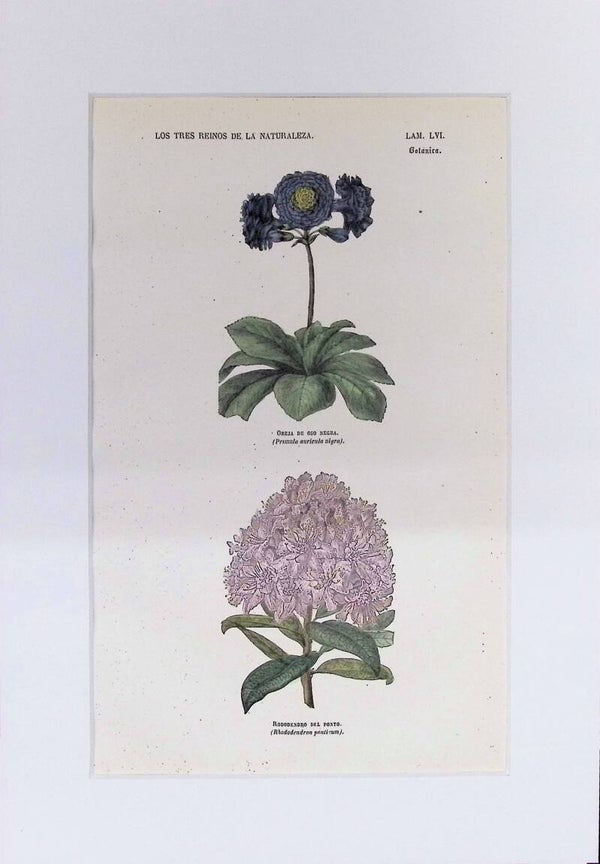 Oreja de Oso Negra y Rododendro del Ponto | Los Tres Reinos de la Naturaleza – Lámina LVI (1852-1858) – 32x22 cm