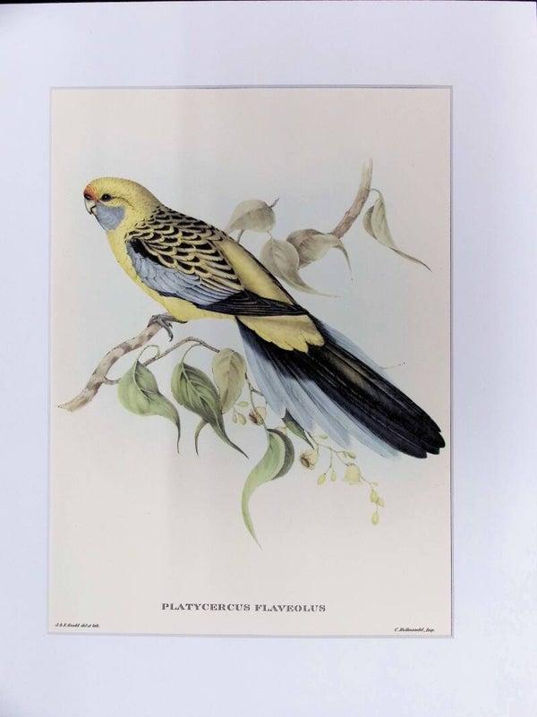 Platycercus flaveolus – Rosella de Cabeza Pálida (Pale-headed Rosella) de John Gould (Mr. Gould’s Tropical Birds, 1955) AVES.
