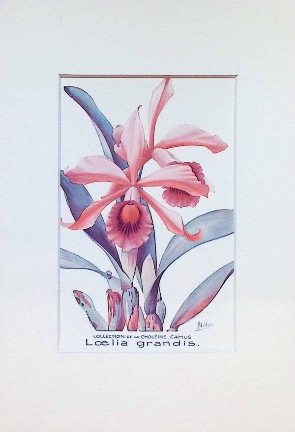 Orquídea Laelia Grandis - Col. Choléïne Camus