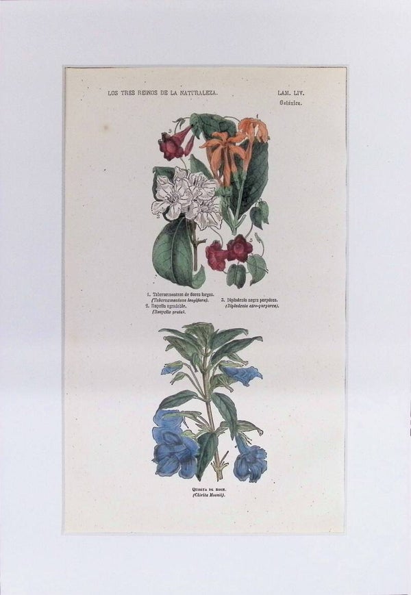 Tabernaemontana, Rupellia, Dipladenia y Chirita | Los Tres Reinos de la Naturaleza – Lámina LIV (1852-1858) – 32x22 cm