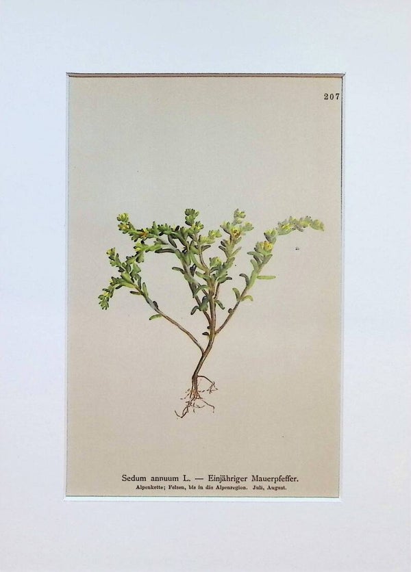 Sedum annuum L. — Einjähriger Mauerpfeffer — Atlas der Alpen-Flora, 1897. Botánica.