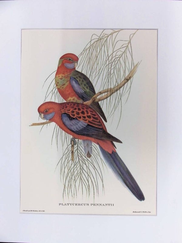 Platycercus pennantii – Rosella Carmesí (Crimson Rosella) de John Gould (Mr. Gould’s Tropical Birds, 1955) AVES.