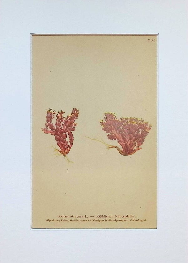 Sedum atratum L. - Röthlicher Mauerpfeffer - Atlas der Alpen-Flora, 1897. Botánica.