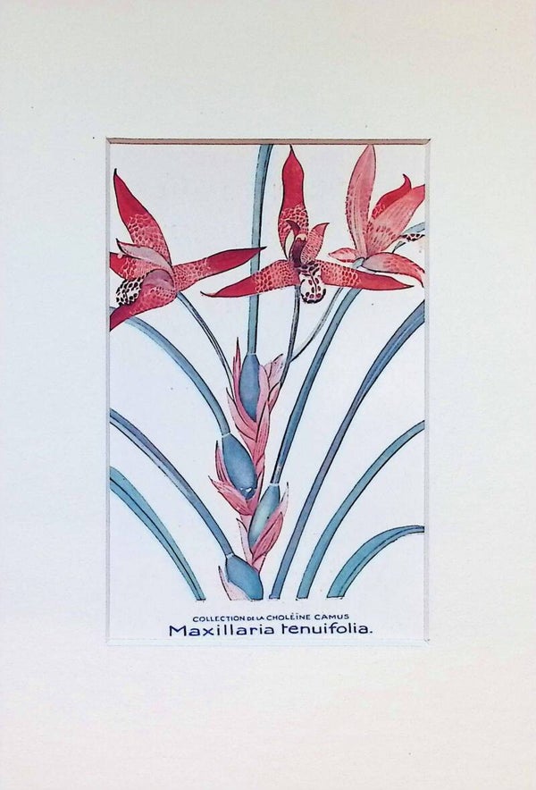 Orquídea Maxillaria Tenuifolia - Col. Choléïne Camus