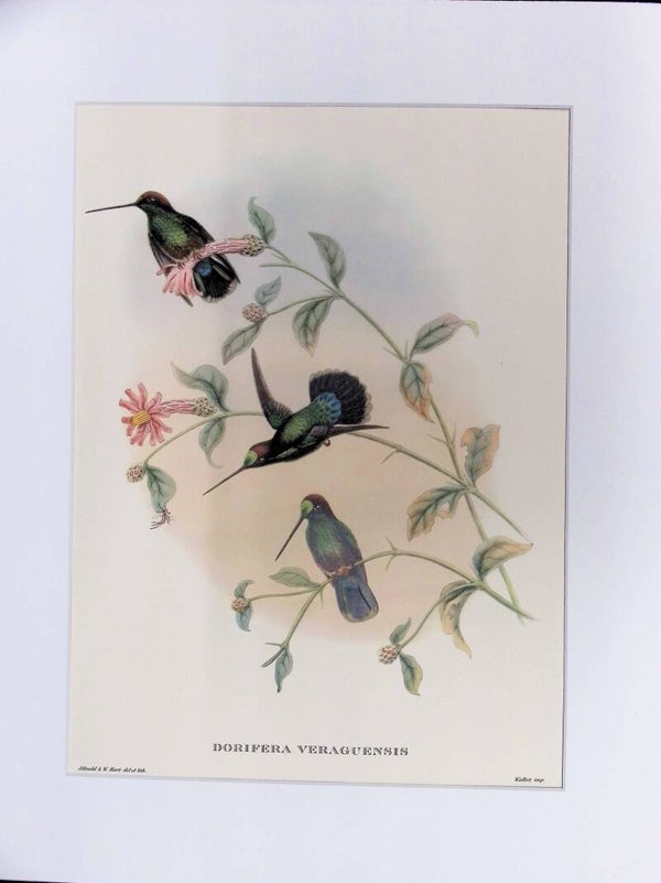 Dorifera veraguensis – Colibríes de John Gould (Mr. Gould’s Tropical Birds, 1955) AVES.