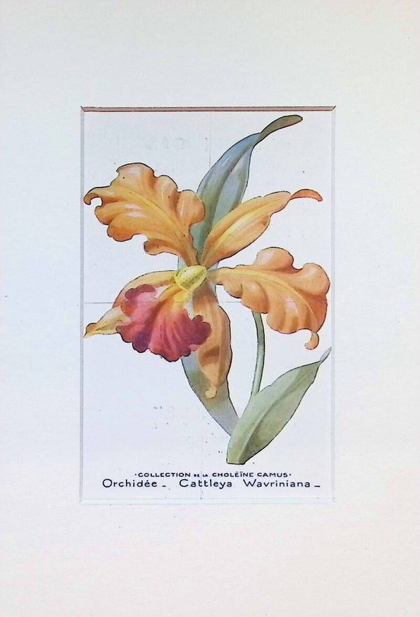 Orquídea Cattleya Wavriniana - Col. Choléïne Camus