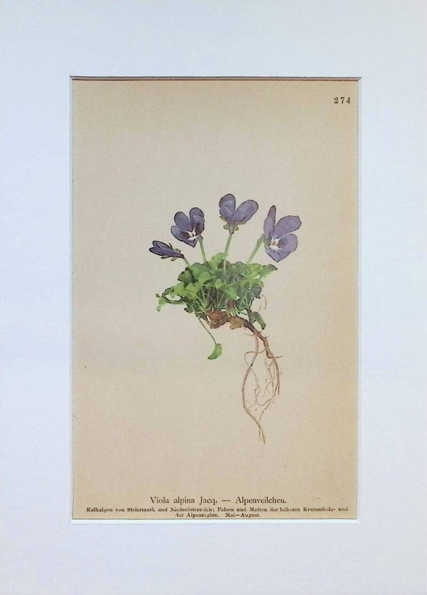 Viola alpina Jacq. - Alpenveilchen - Atlas der Alpen-Flora, 1897. Botánica.