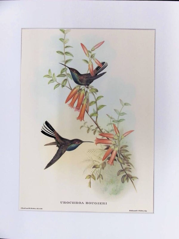 Urochroa Bougieri – Colibríes de John Gould (Mr. Gould’s Tropical Birds, 1955). AVES.