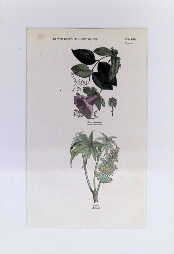 Cobaea Trepadora y Ricino | Los Tres Reinos de la Naturaleza – Lámina LXI (1852-1858) – 32x22 cm