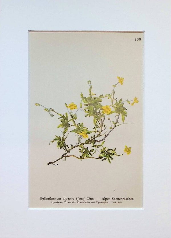 Helianthemum alpestre (Jacq.) Dun. - Alpen-Sonnenröschen - Atlas der Alpen-Flora, 1897. Botánica.