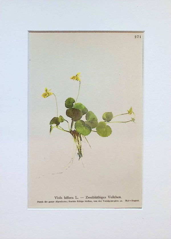 Viola biflora L. - Zweiblüthiges Veilchen - Atlas der Alpen-Flora, 1897. Botánica.