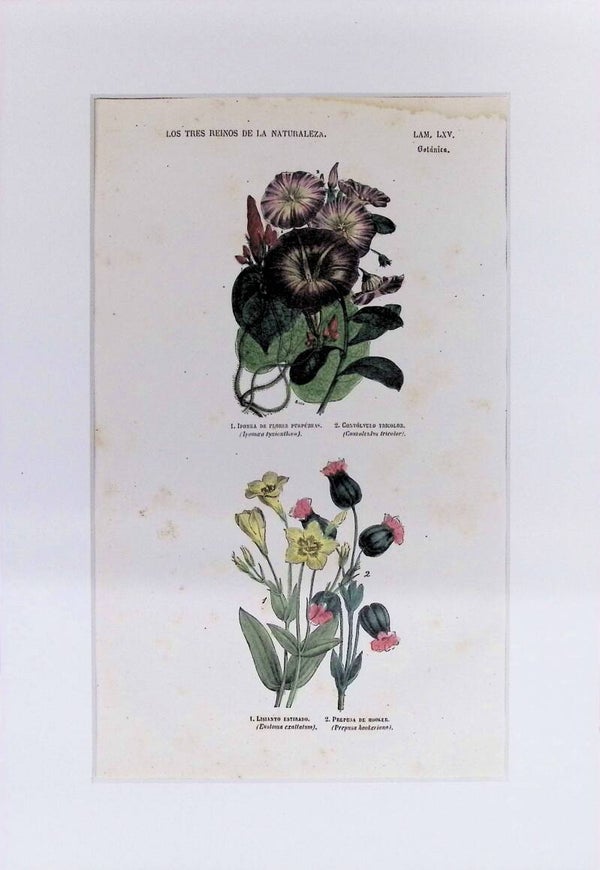 Ipomoea, Convolvulus, Lisianthus y Prepusa | Los Tres Reinos de la Naturaleza – Lámina LXV (1852-1858) – 32x22 cm