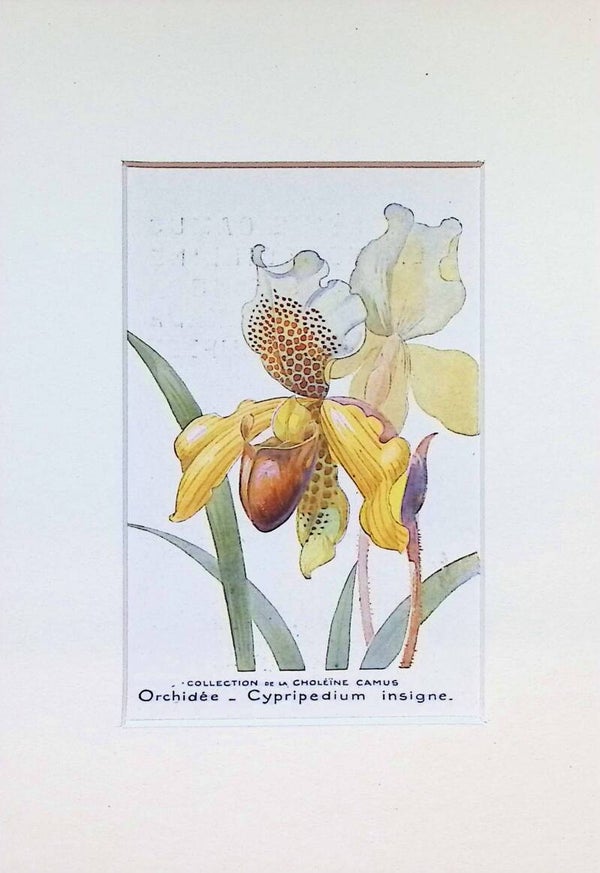 arjeta Botánica Antigua - Orquídea Cypripedium Insigne - Col. Choléïne Camus