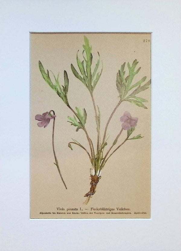 Viola pinnata L. - Fiederblättriges Veilchen - Atlas der Alpen-Flora, 1897. Botánica.