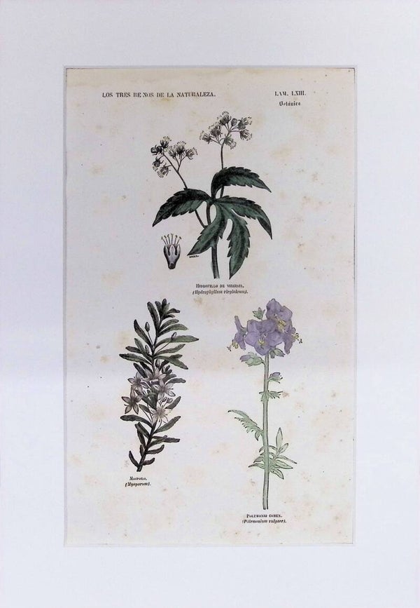 Hidrofillo, Myoporum y Polemonio | Los Tres Reinos de la Naturaleza – Lámina LXIII (1852-1858) – 32x22 cm