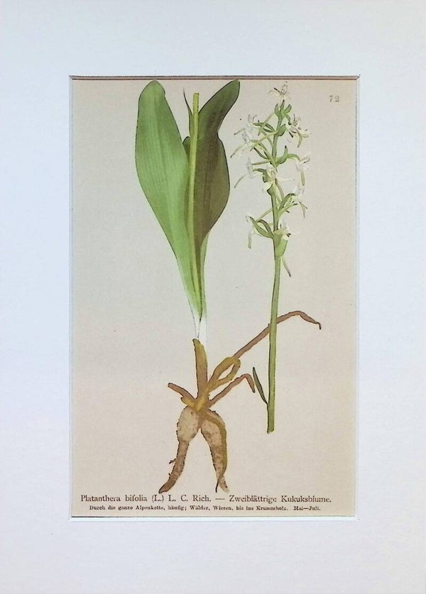 Platanthera bifolia (L.) L. C. Rich. - Zweiblättrige Kukuksblume - Atlas der Alpen-Flora, 1897. Botánica.