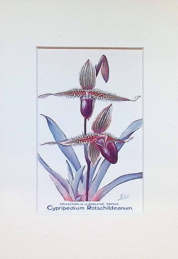 Tarjeta Botánica Antigua - Orquídea Cypripedium Rotschildeanum - Publicidad París