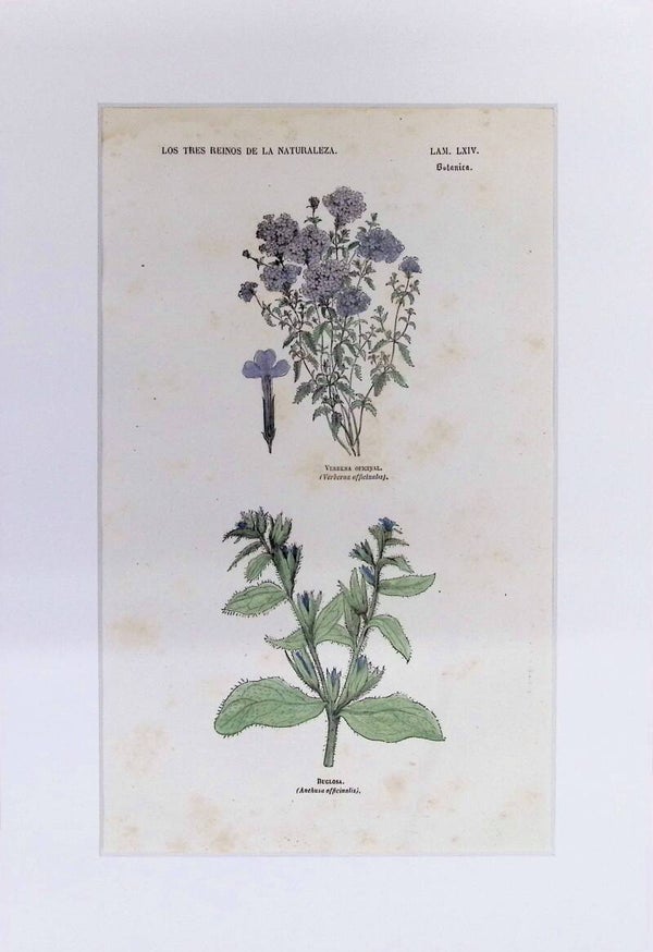 Verbena y Buglosa | Los Tres Reinos de la Naturaleza – Lámina LXIV (1852-1858) – 32x22 cm