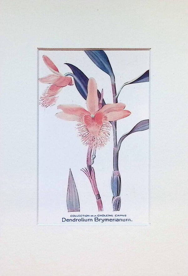 arjeta Botánica Antigua - Orquídea Dendrolium Brymerianum - Ilustración Vintage
