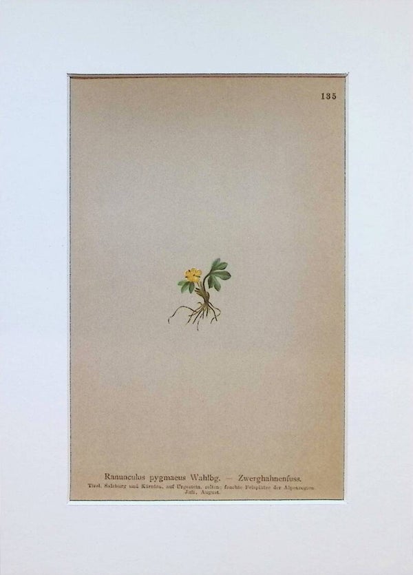 Ranunculus pygmaeus Wahlbg. - Zwerghahnenfuss - Atlas der Alpen-Flora, 1897. Botánica.