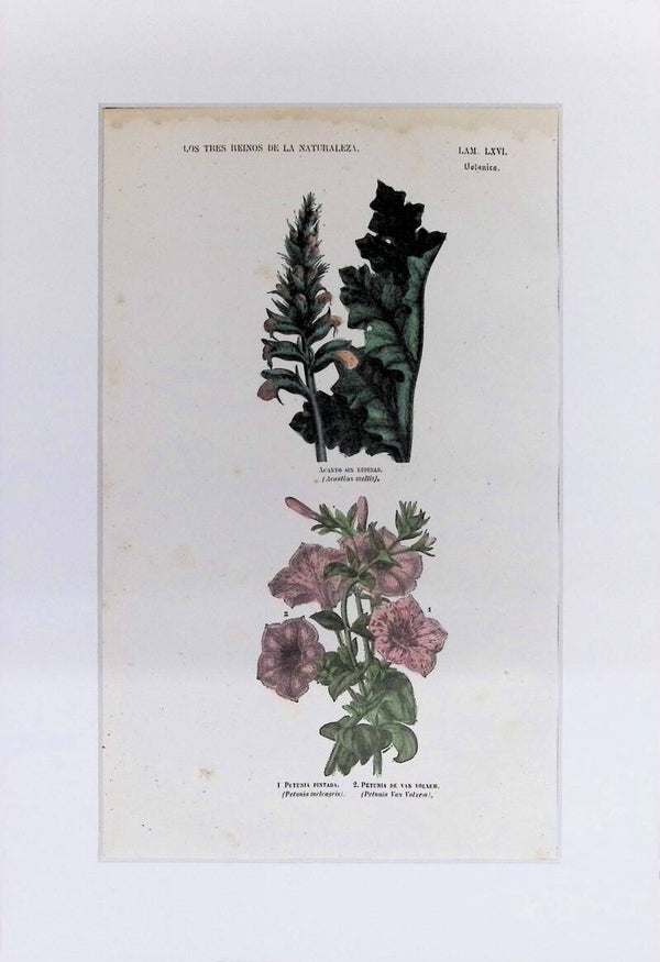 Acanthus y Petunias | Los Tres Reinos de la Naturaleza – Lámina LXVI (1852-1858) – 32x22 cm