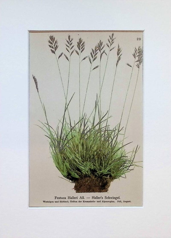 Festuca Halleri All. - Haller's Schwingel - Atlas der Alpen-Flora, 1897. Botánica.