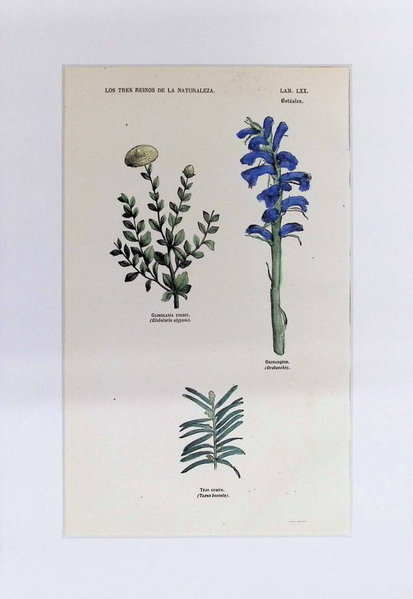 Globularia, Orobanque y Tejo | Los Tres Reinos de la Naturaleza – Lámina LXX (1852-1858) – 32x22 cm