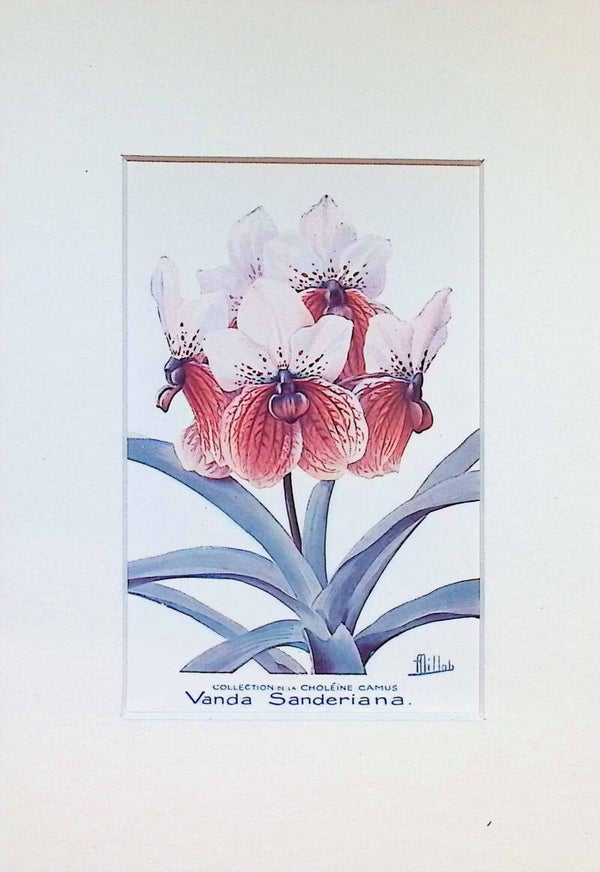 Tarjeta Botánica Antigua - Orquídea Vanda Sanderiana - Serie Choléïne Camus