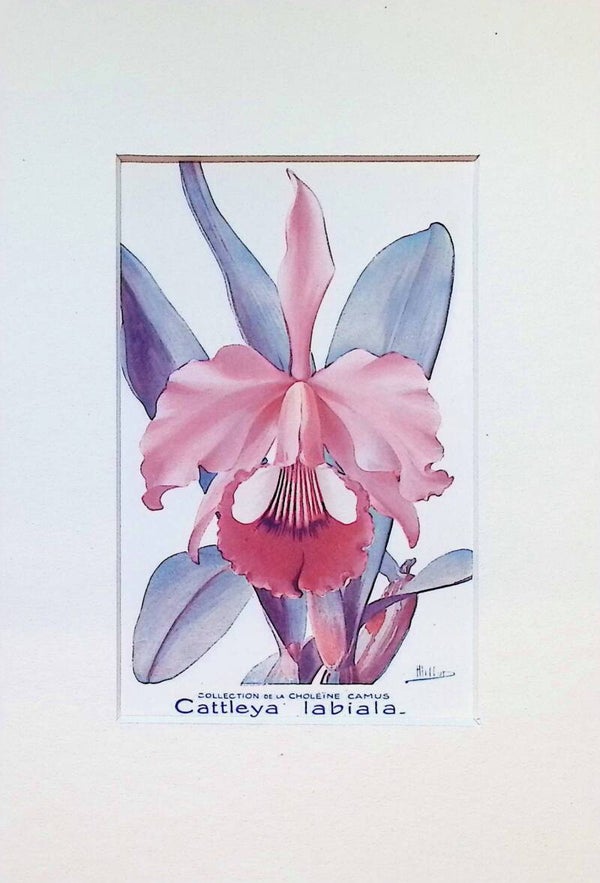 Tarjeta Botánica Antigua - Orquídea Cattleya Labiala - Farmacia Darrasse
