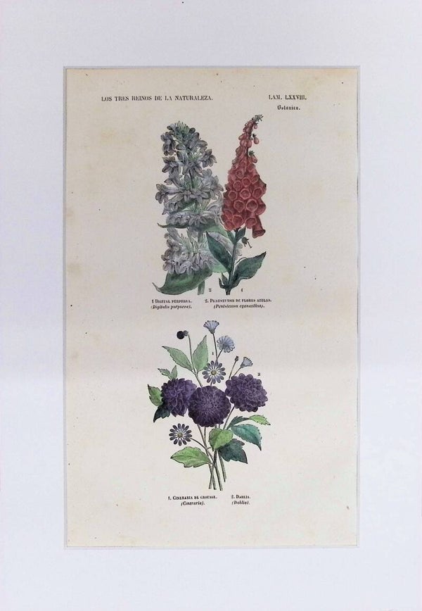 Digital, Pentstemon, Cineraria y Dahlia | Los Tres Reinos de la Naturaleza – Lámina LXXVIII (1852-1858) – 32x22 cm