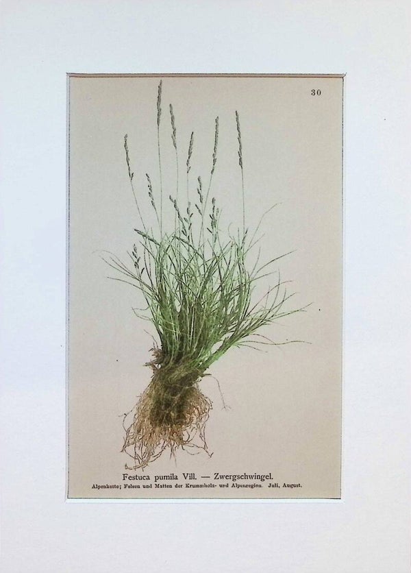 Festuca pumila Vill. - Zwergschwingel - Atlas der Alpen-Flora, 1897. Botánica.