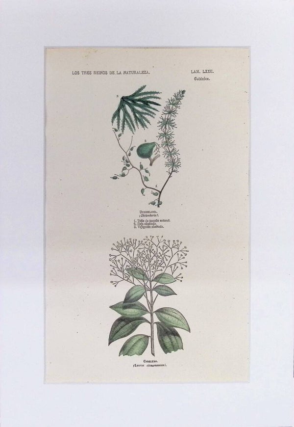 Utricularia y Canelero | Los Tres Reinos de la Naturaleza – Lámina LXXII (1852-1858) 32x22 cm.