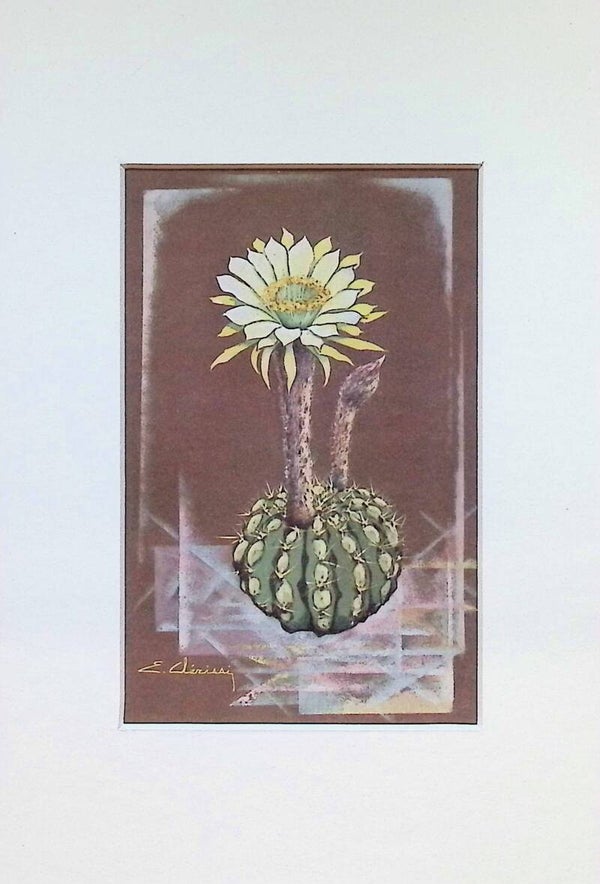 Tarjeta Botánica Antigua - Cactus Echinopsis - Jardins Exotiques de Monaco