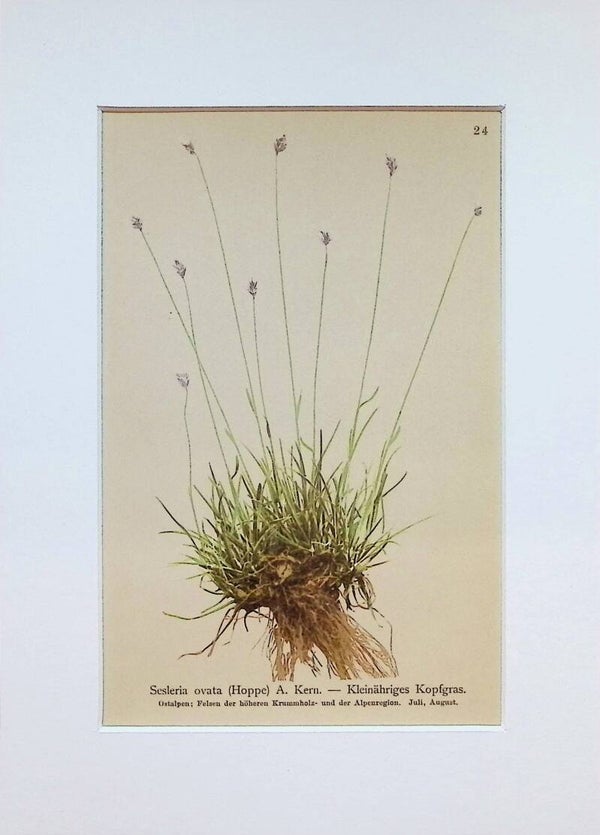 Sesleria ovata (Hoppe) A. Kern. - Kleinähriges Kopfgras - Atlas der Alpen-Flora, 1897. Botánica.