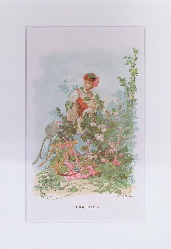 Ojiacanta – Cromolitografía de J. Simon (La Vida de las Flores, 1878) | 32 x 22 cm