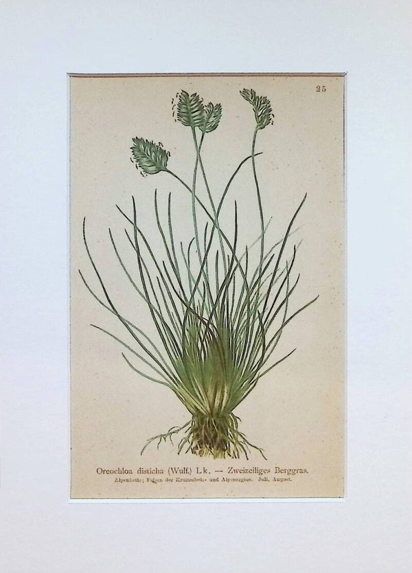 Oreochloa disticha (Wulf.) Lk. — Zweizeiliges Berggras — Atlas der Alpen-Flora, 1897. Botánica.