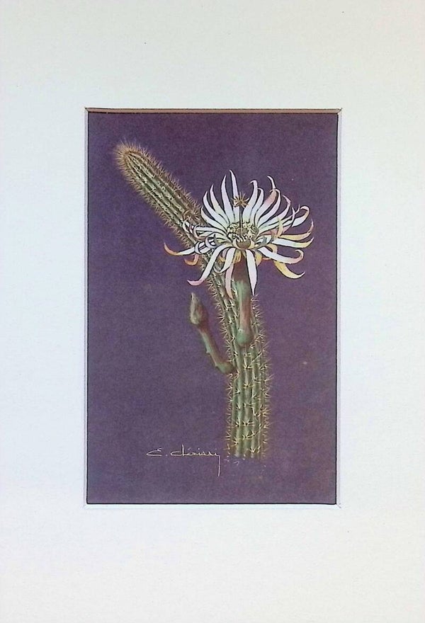 Tarjeta Botánica Antigua - Cactus Cereus Hirschtianus - Jardins Exotiques de Monaco