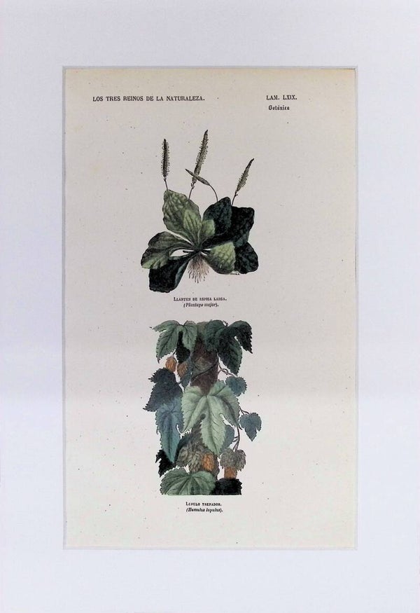 Llantén y Lúpulo | Los Tres Reinos de la Naturaleza – Lámina LXIX (1852-1858) 32x22 cm.