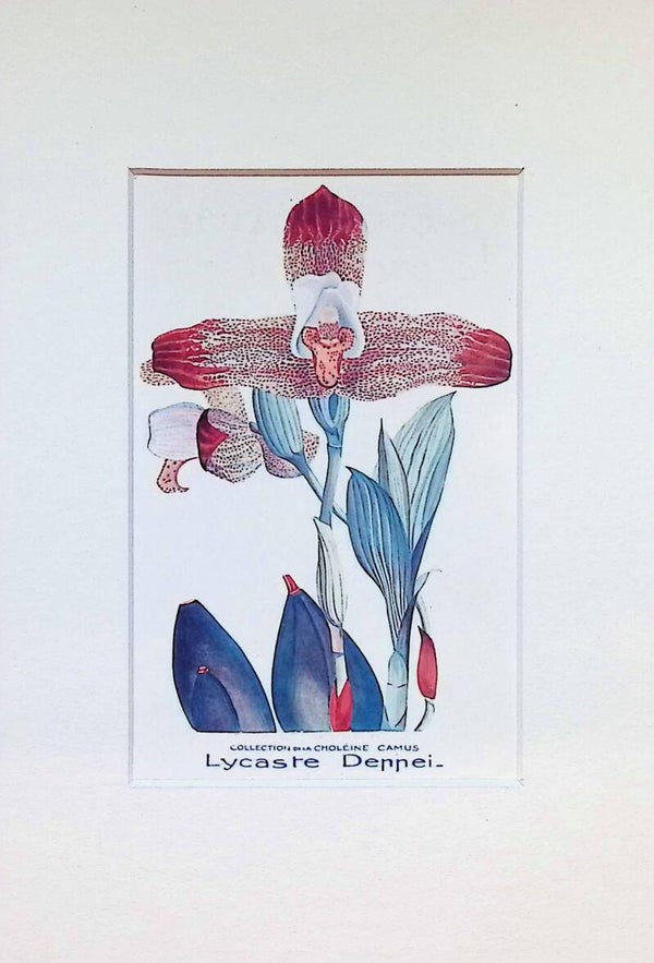Tarjeta Botánica Antigua - Orquídea Lycaste Deppei - Col. Choléïne Camus