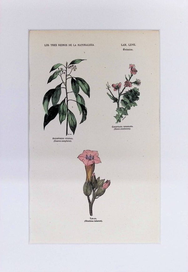 Alcanforero, Cariofilata y Tabaco | Los Tres Reinos de la Naturaleza – Lámina LXVII (1852-1858) 32x22 cm.